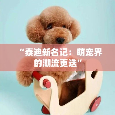 “泰迪新名记:萌宠界的潮流更迭”