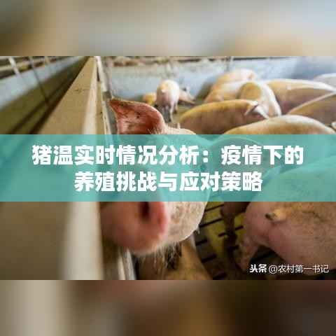 猪温实时情况分析：疫情下的养殖挑战与应对策略