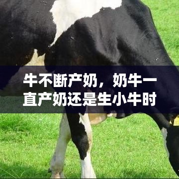 牛不断产奶,奶牛一直产奶还是生小牛时候产奶