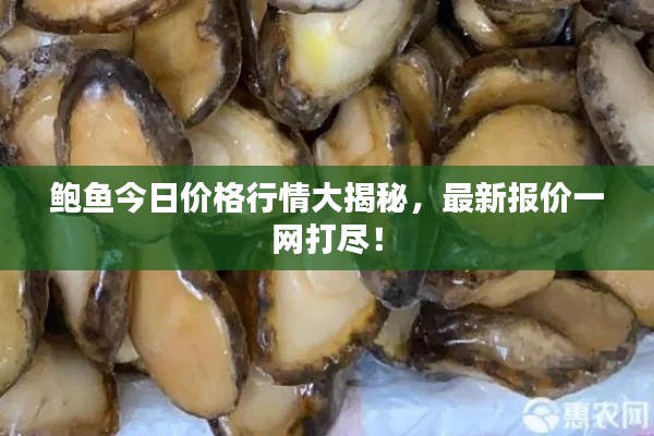 鲍鱼今日价格行情大揭秘,最新报价一网打尽!