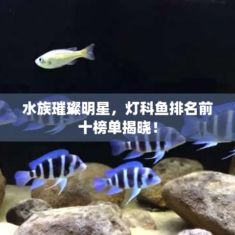 坚持不懈 第2页