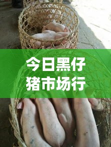 今日黑仔猪市场行情概览,最新动态一网打尽