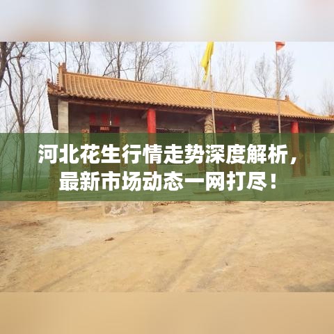 河北花生行情走势深度解析，最新市场动态一网打尽！