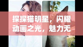 探探猫明星，闪耀动画之光，魅力无限！